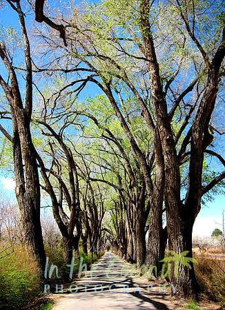 Los Poblanos Spring