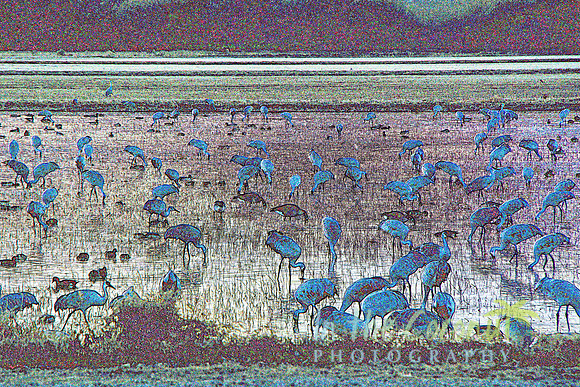 BOSQUE DE L'APACHE