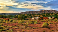 HORSES