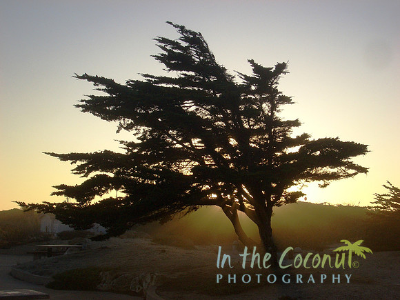 Cypress