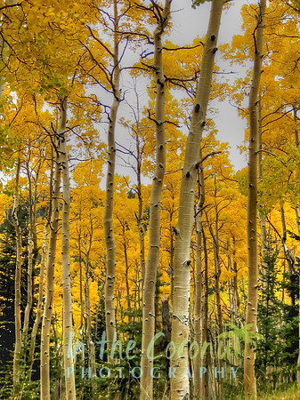 Santa Fe Aspens