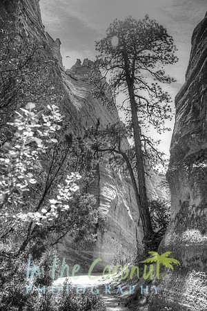 Tent Rock