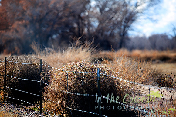 TUMBLEWEED