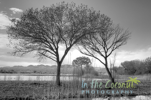 Bosque de L'apache