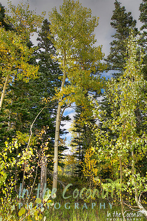 Sandia Aspens