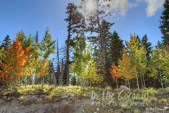 Aspen towers