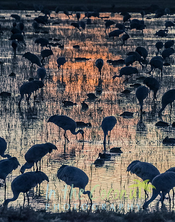 BOSQUE DE L'APACHE