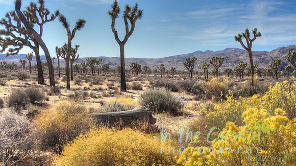 Joshua Tree CA #2