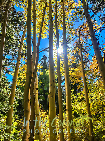 Aspen Silhouette