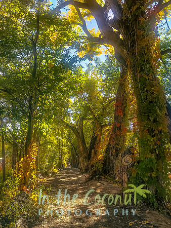 Cottonwood path #2
