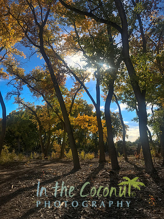 Cottonwoods #1