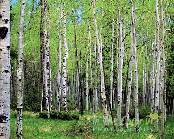 Green Aspens