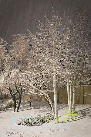 Neighborhood Snow #3