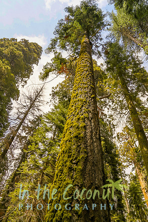 Sequoia National Park, Cali