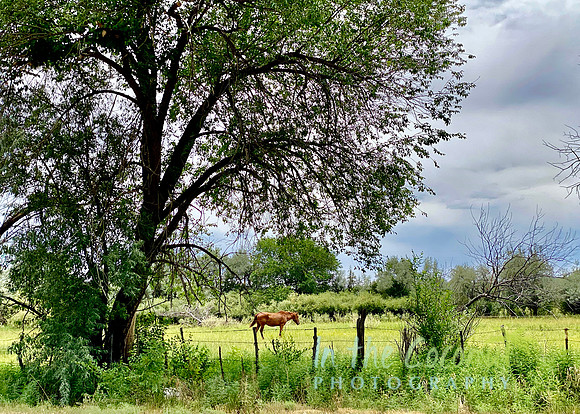 Taos
